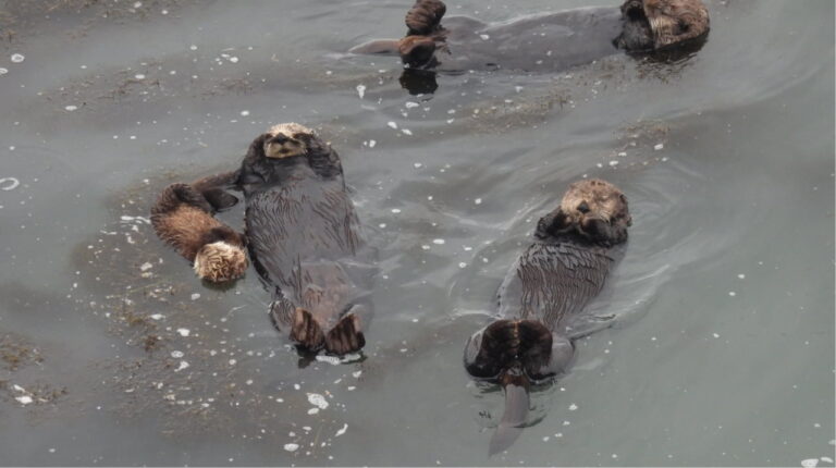 野生動物観察　道東プラン