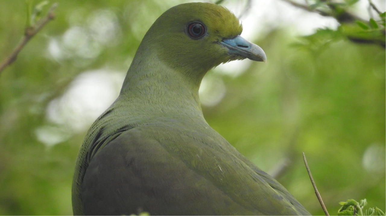 野生動物観察　八重山諸島プラン