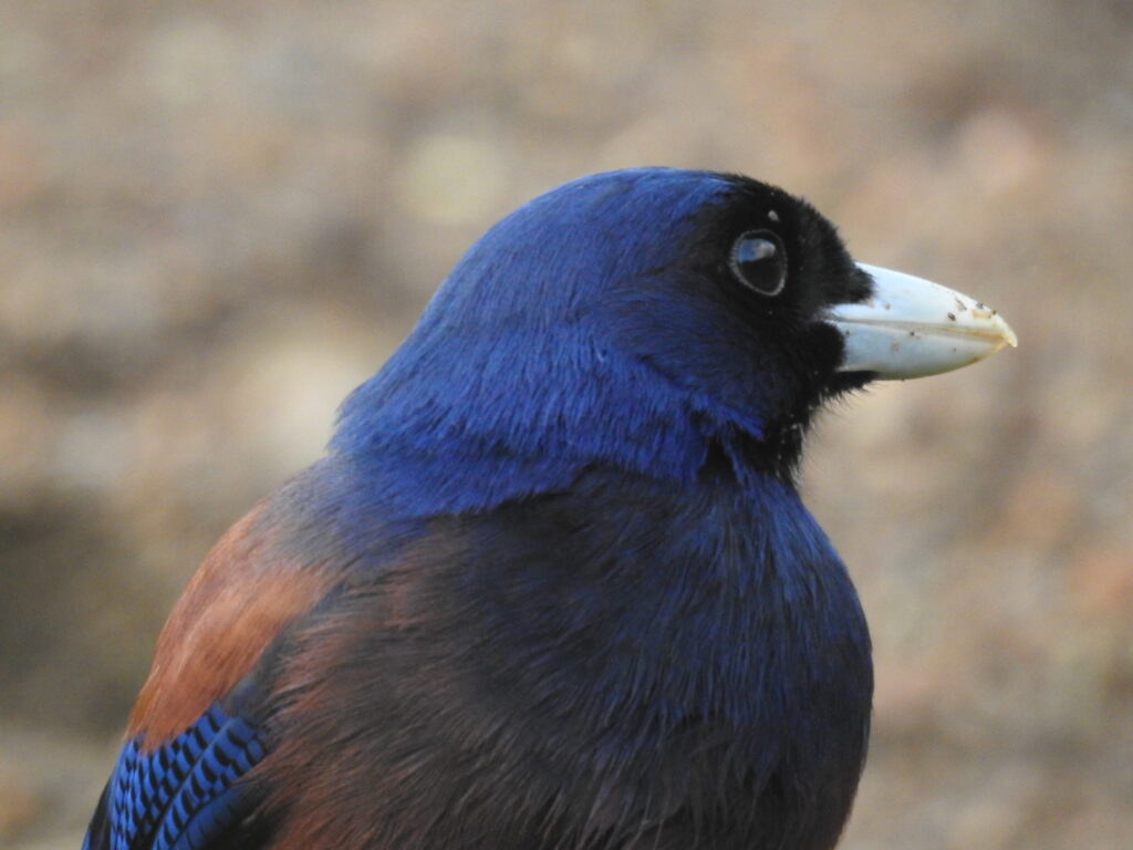 Lidth’s jay in Amami Oshima Island