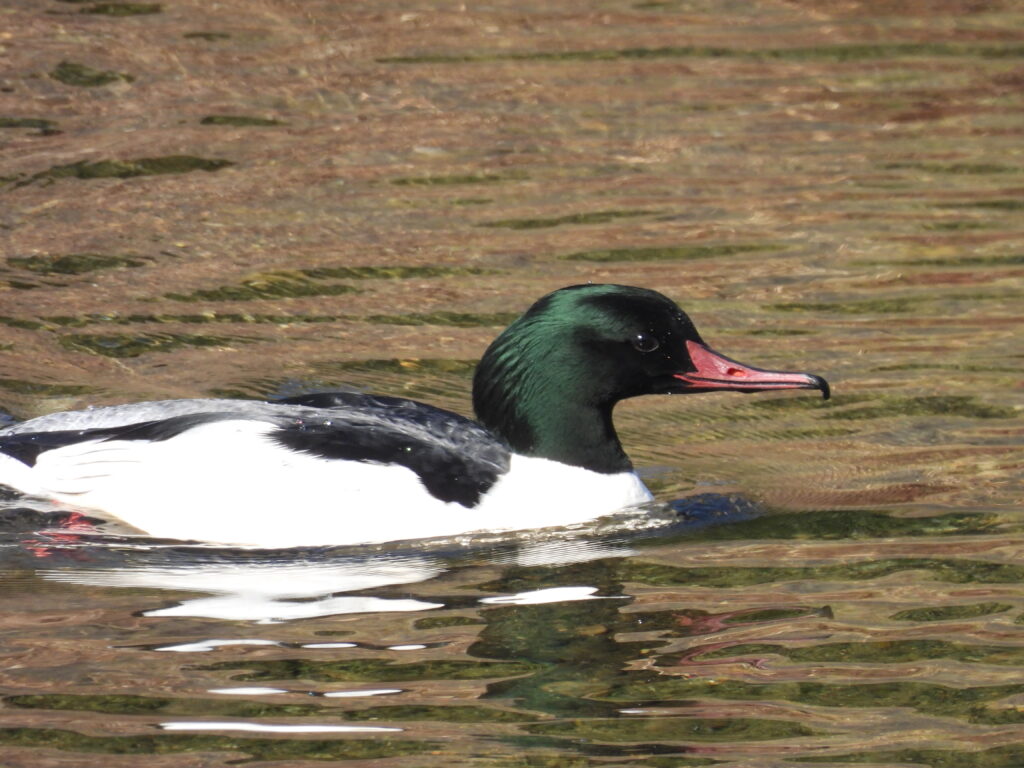 Goosander on the Kamogawa river