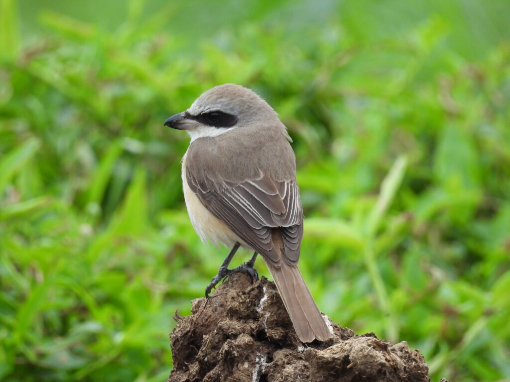 Brown shrike