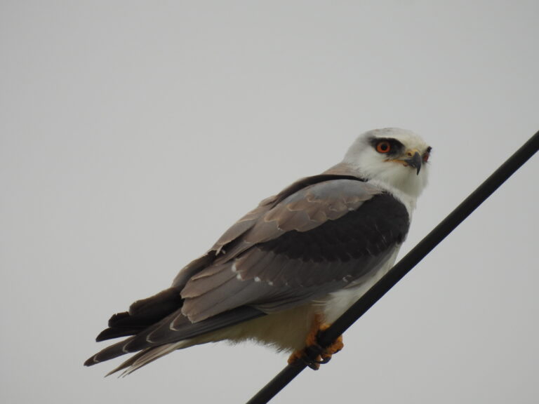 Black-winged kite