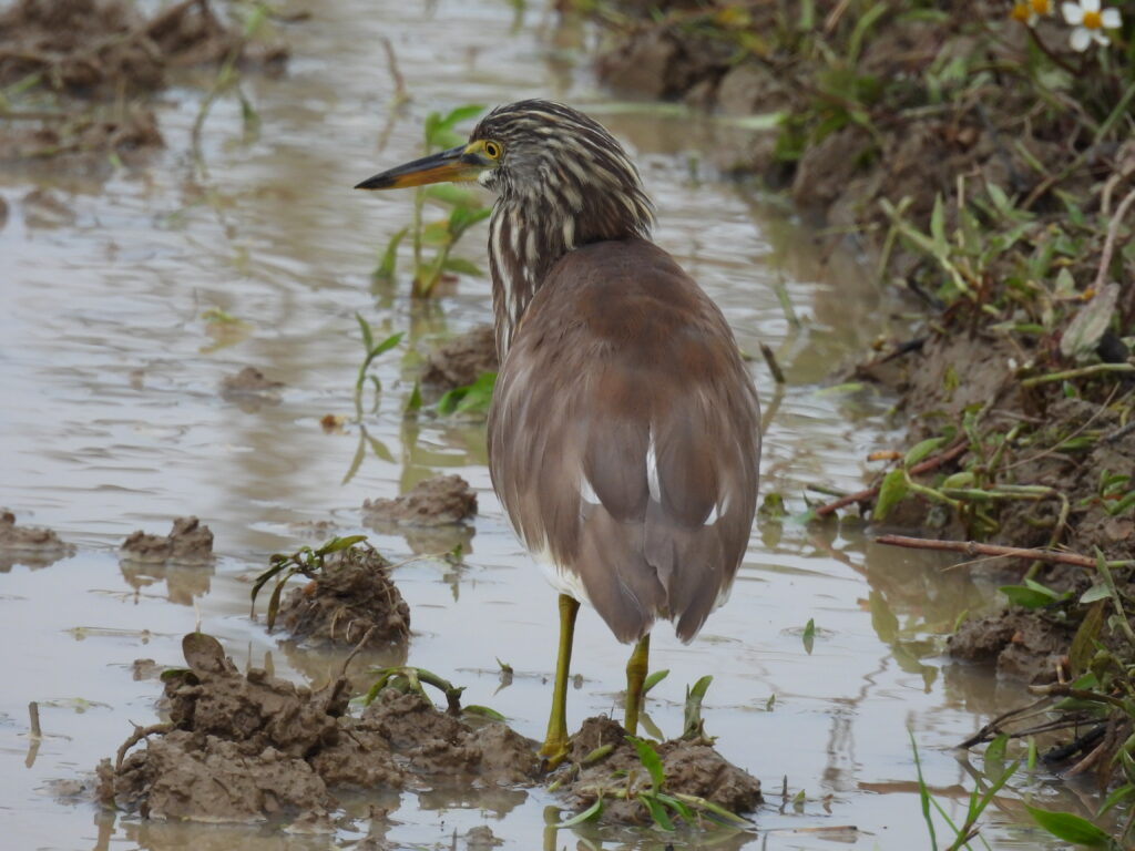 Chinese pond heron