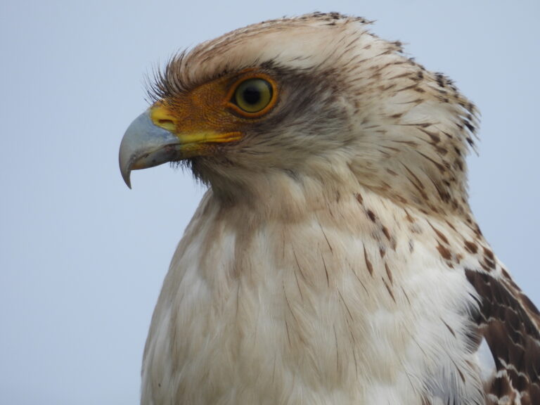 Ryukyu serpent eagle