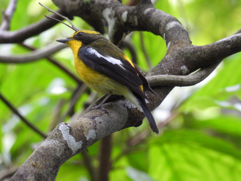 Ryukyu flycatcher