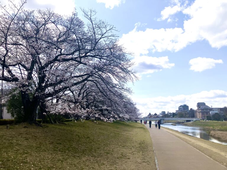 鴨川沿いの桜が満開に