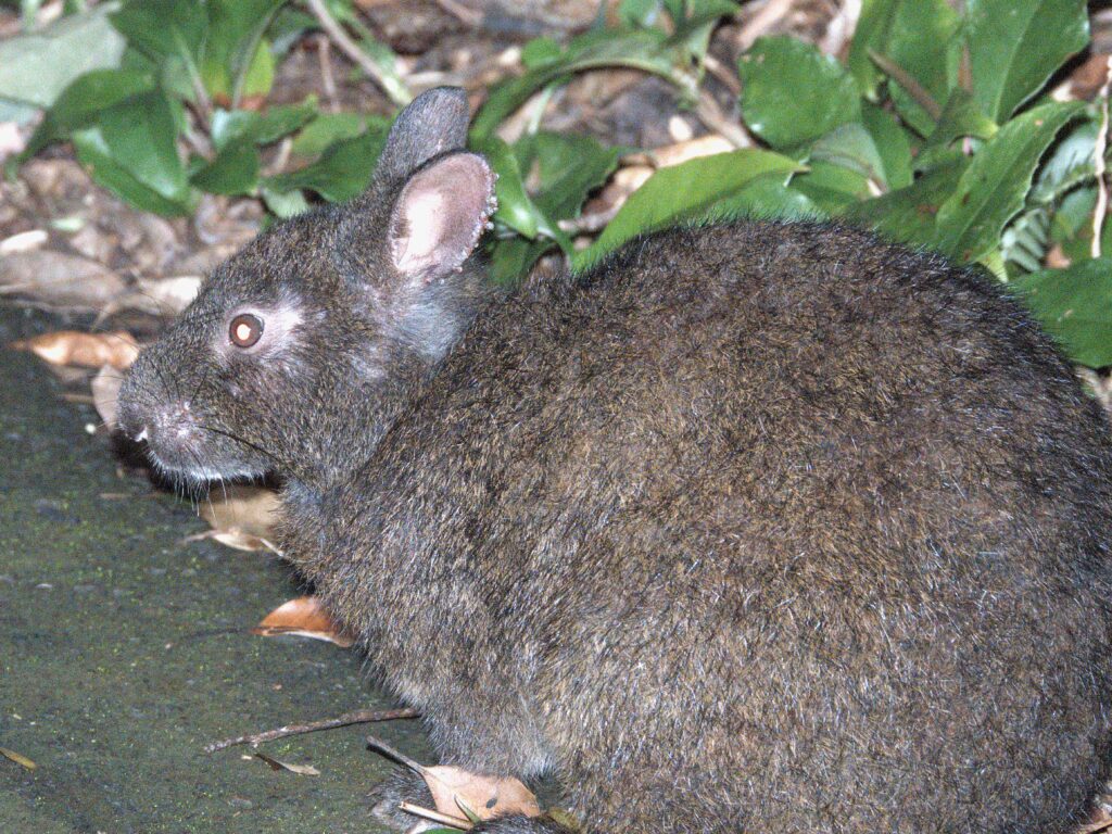 アマミノクロウサギ