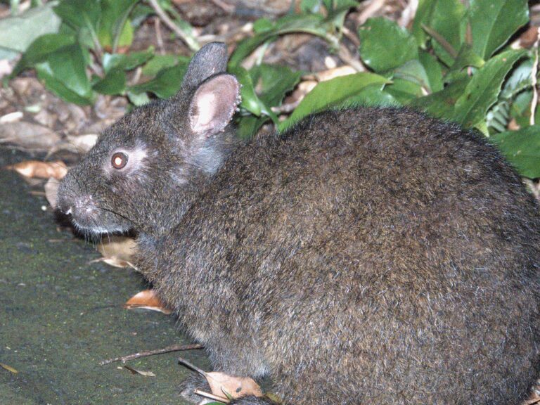アマミノクロウサギ