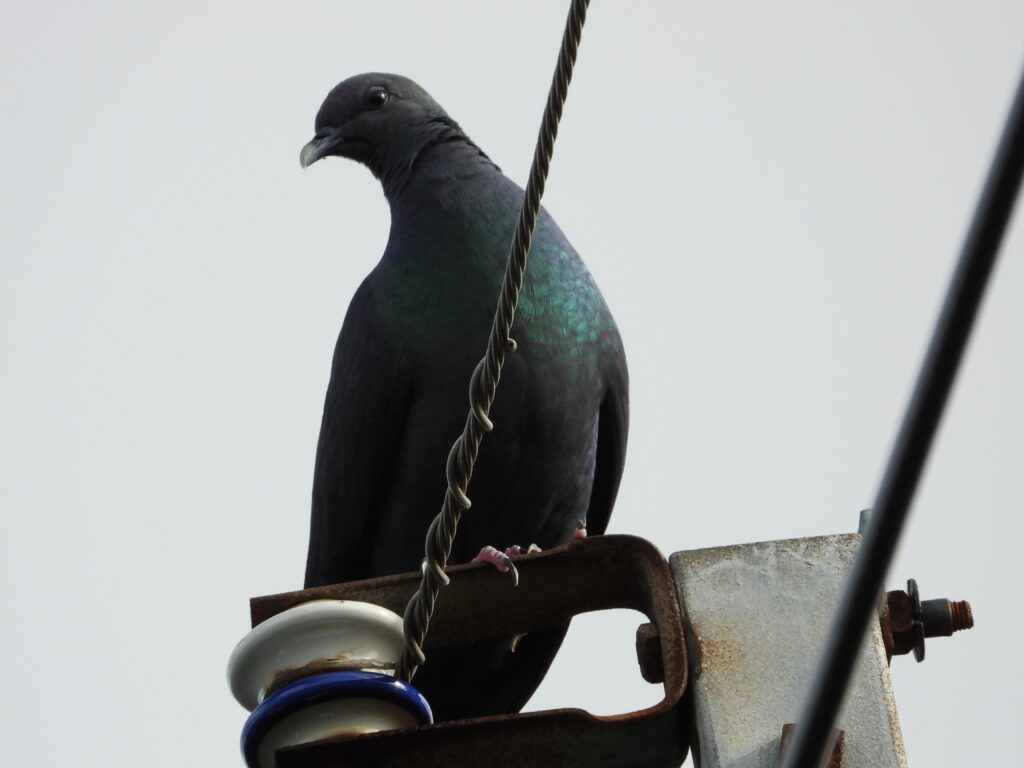 カラスバト