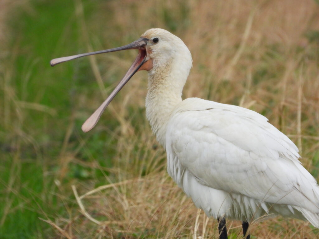 Eurasian spoonbill