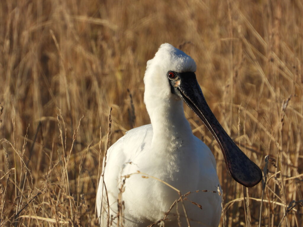 Black-faced spoonbill