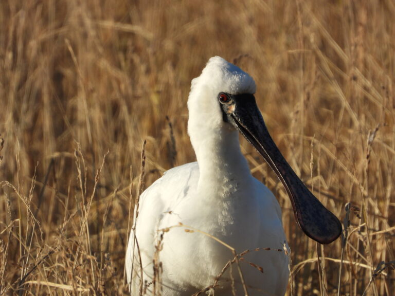 Black-faced spoonbill