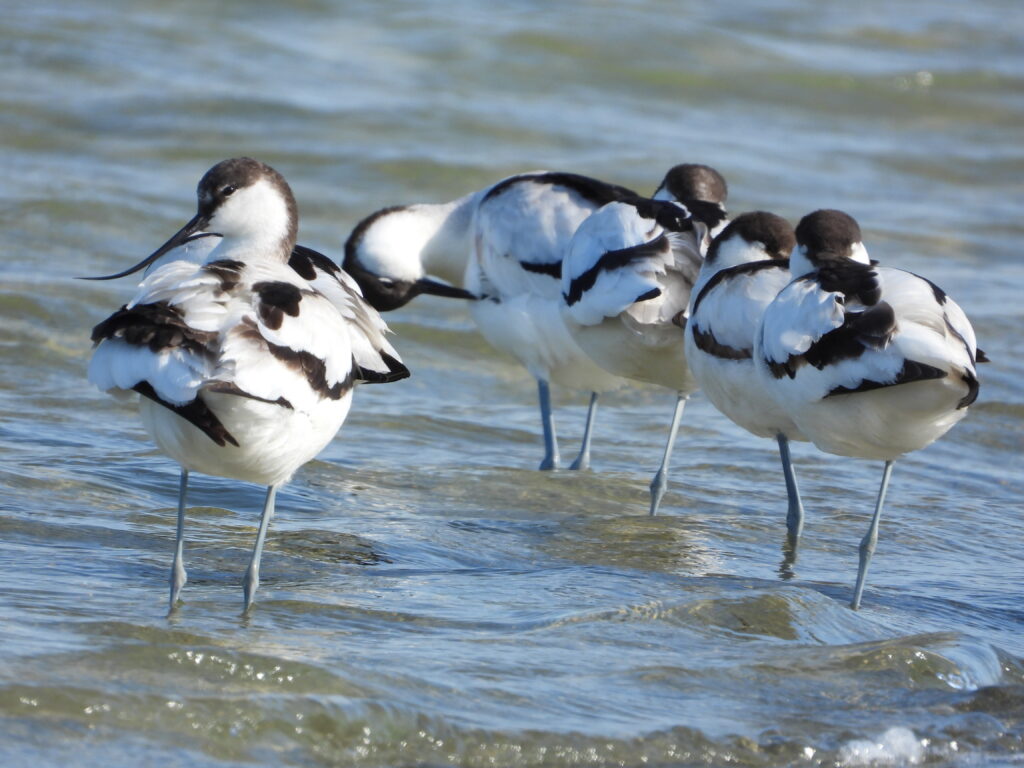 ソリハシセイタカシギ