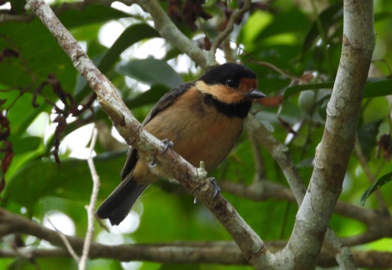 オリイヤマガラ
