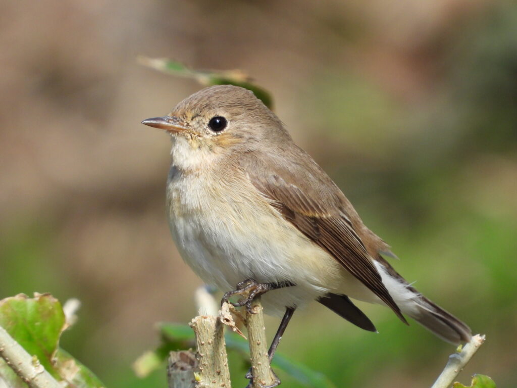 Red-breasted flycatcher
