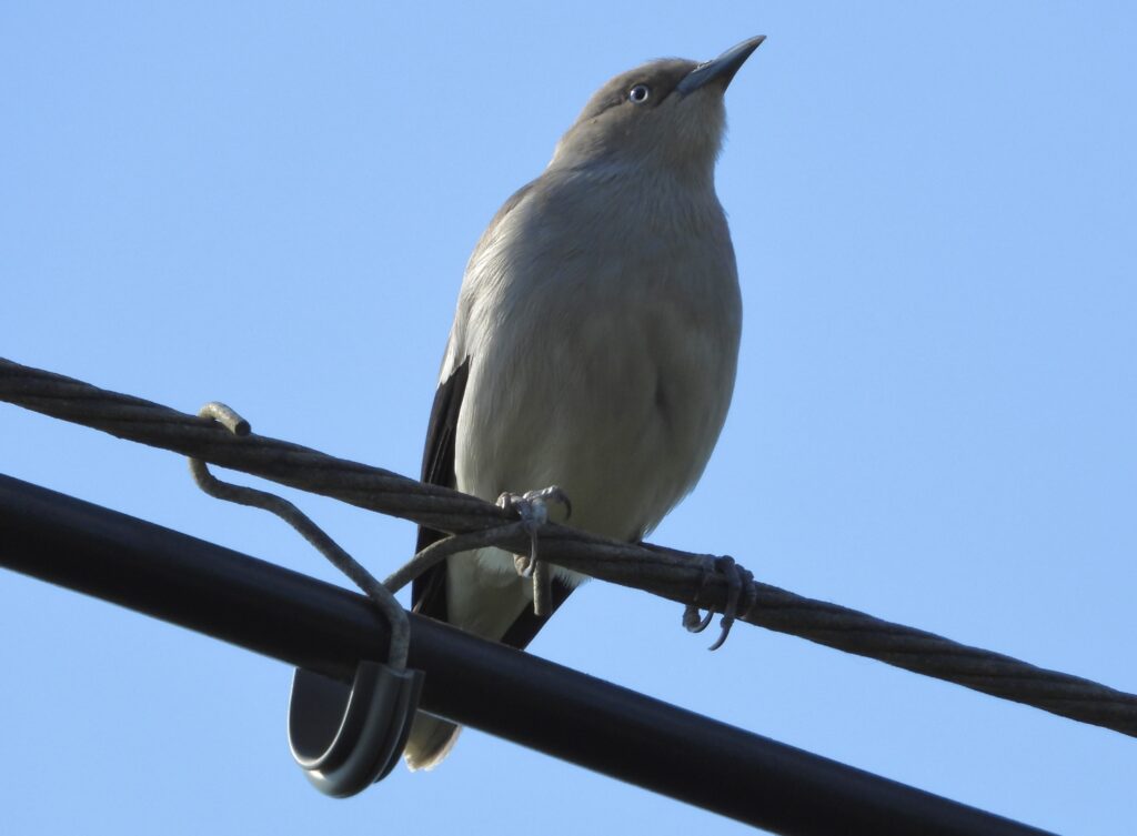 White-shouldered starling