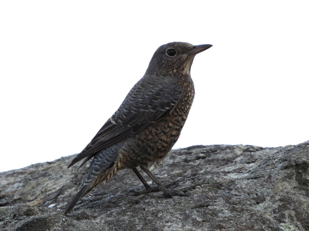 春を告げるイソヒヨドリ