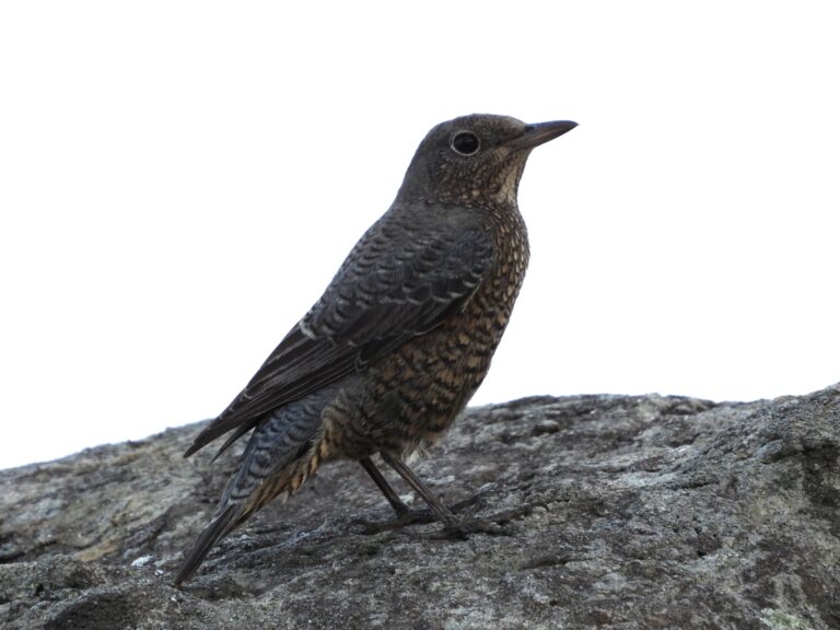 春を告げるイソヒヨドリ