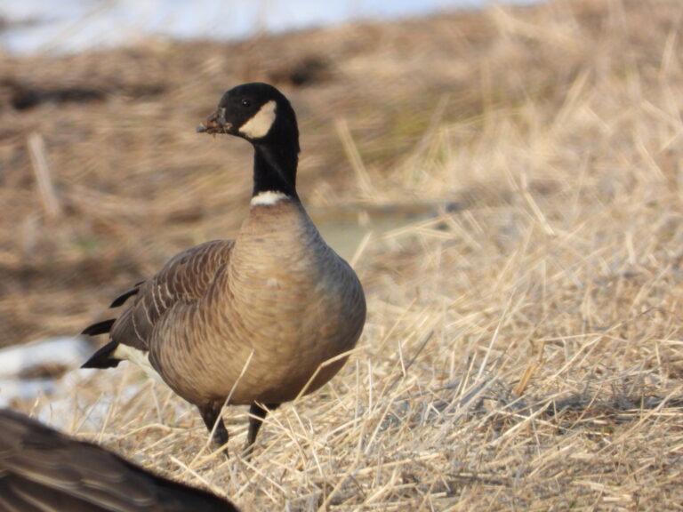 Cackling goose