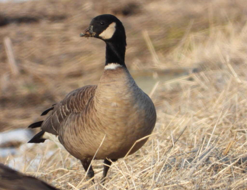 シジュウカラガン