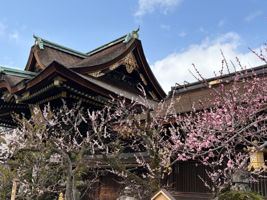 見頃を迎えた梅の花