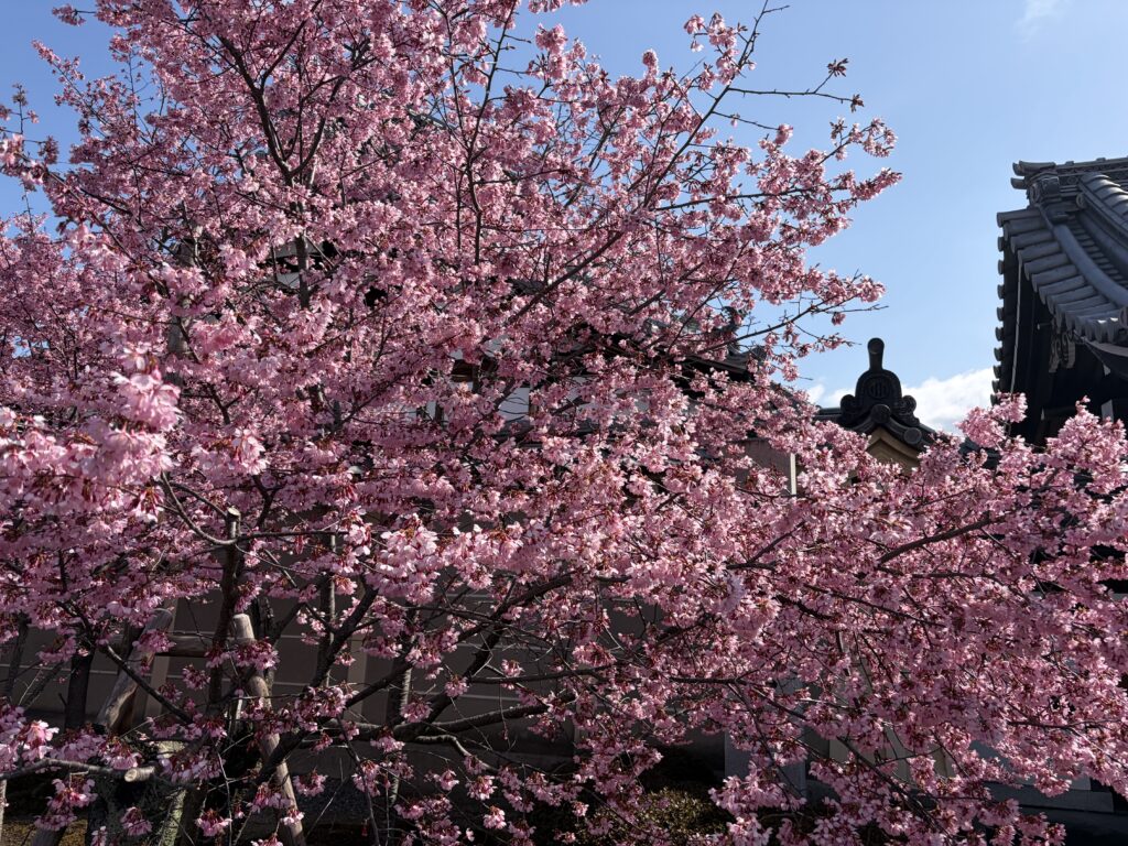 長徳寺のオカメザクラ
