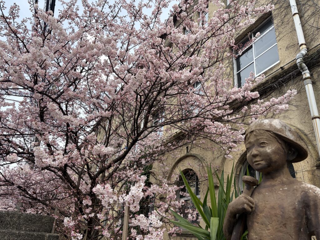 卒業式を彩る春めき桜