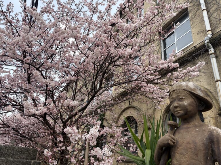 卒業式を彩る春めき桜