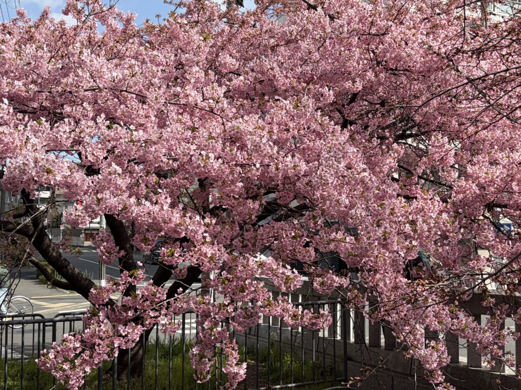 一条戻橋の河津桜