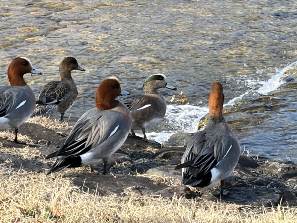 American Wigeon on the Kamo River