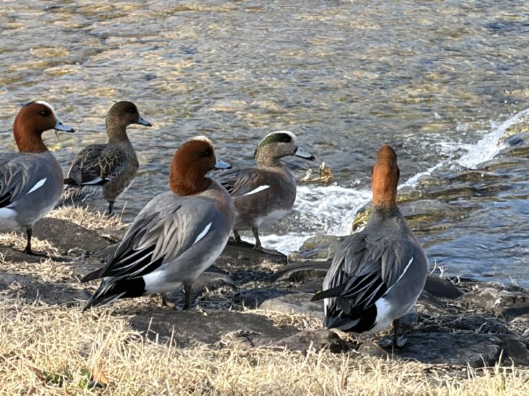 American Wigeon on the Kamo River