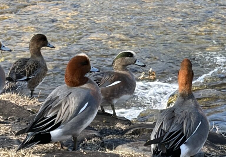 鴨川のアメリカヒドリ