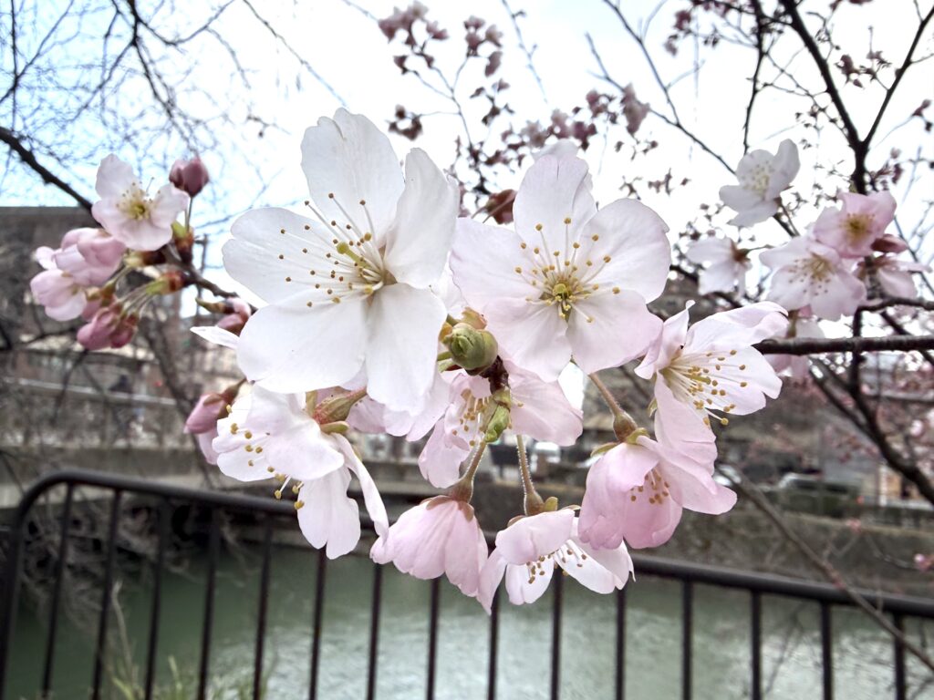徳成橋の細井桜