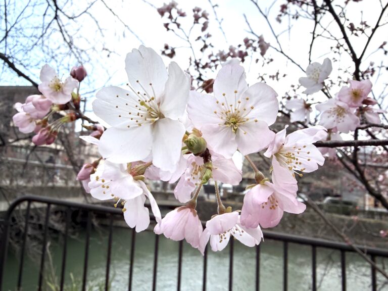 徳成橋の細井桜