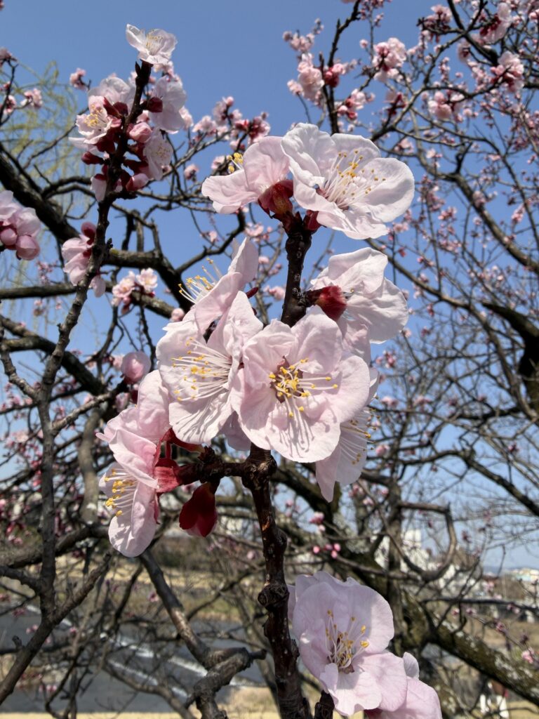 鴨川の杏