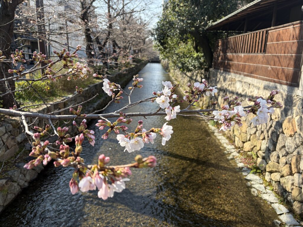 高瀬川のソメイヨシノ