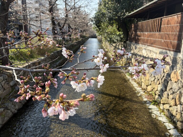 高瀬川のソメイヨシノ