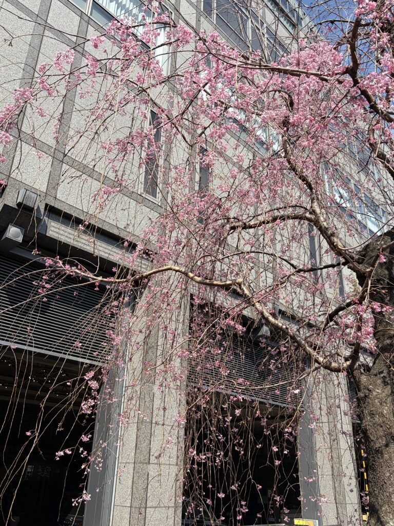 ホテルオークラ京都の枝垂桜