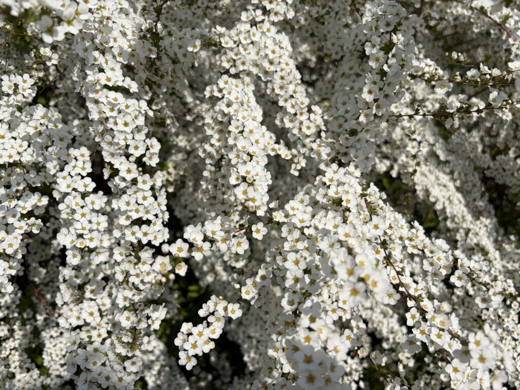 満開のユキヤナギ