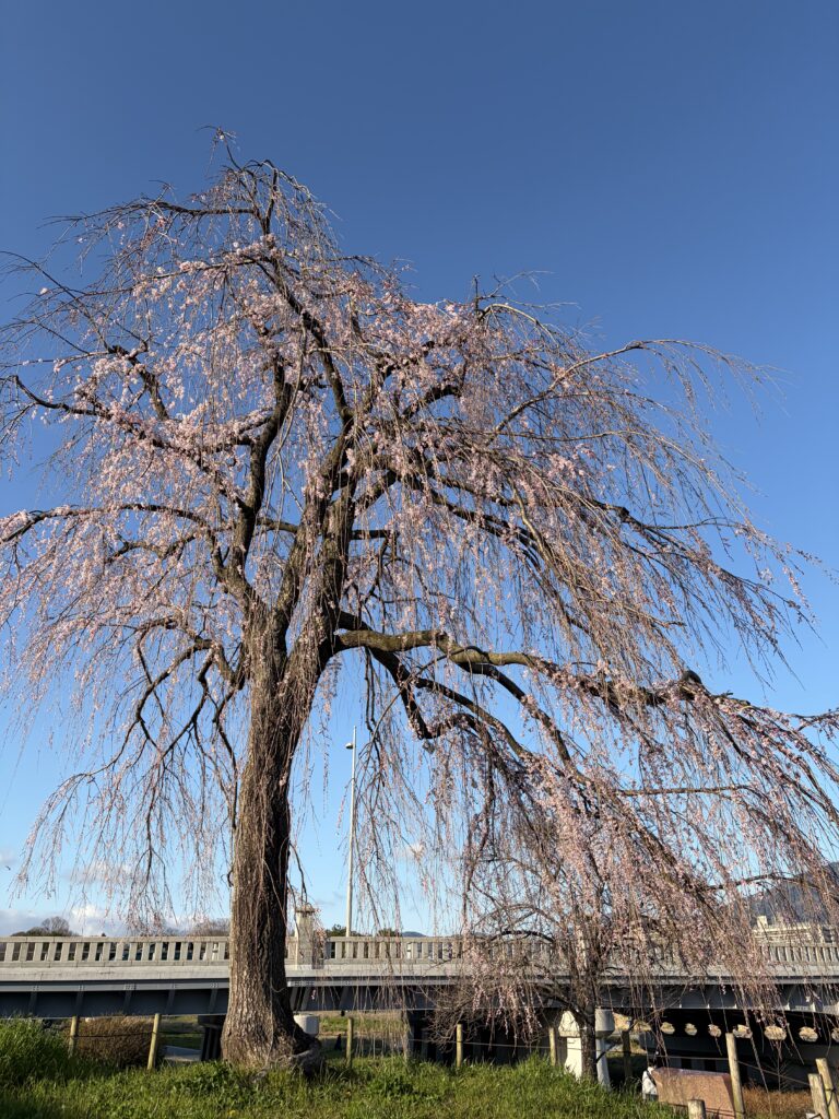 賀茂大橋の枝垂桜