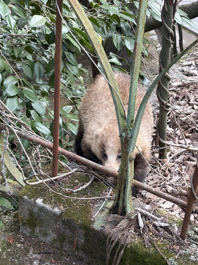 京都のアナグマ