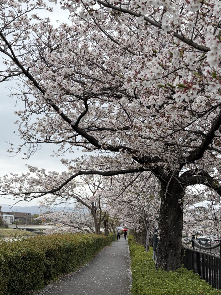 ガイドによる迷惑行為