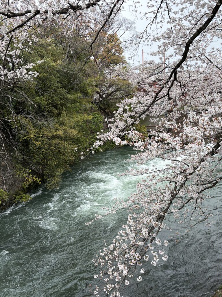 夷川発電所のソメイヨシノ