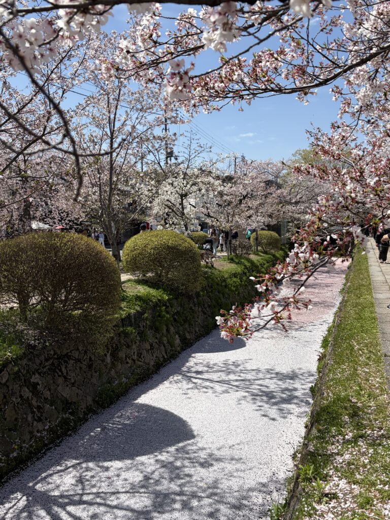 哲学の道の桜の絨毯