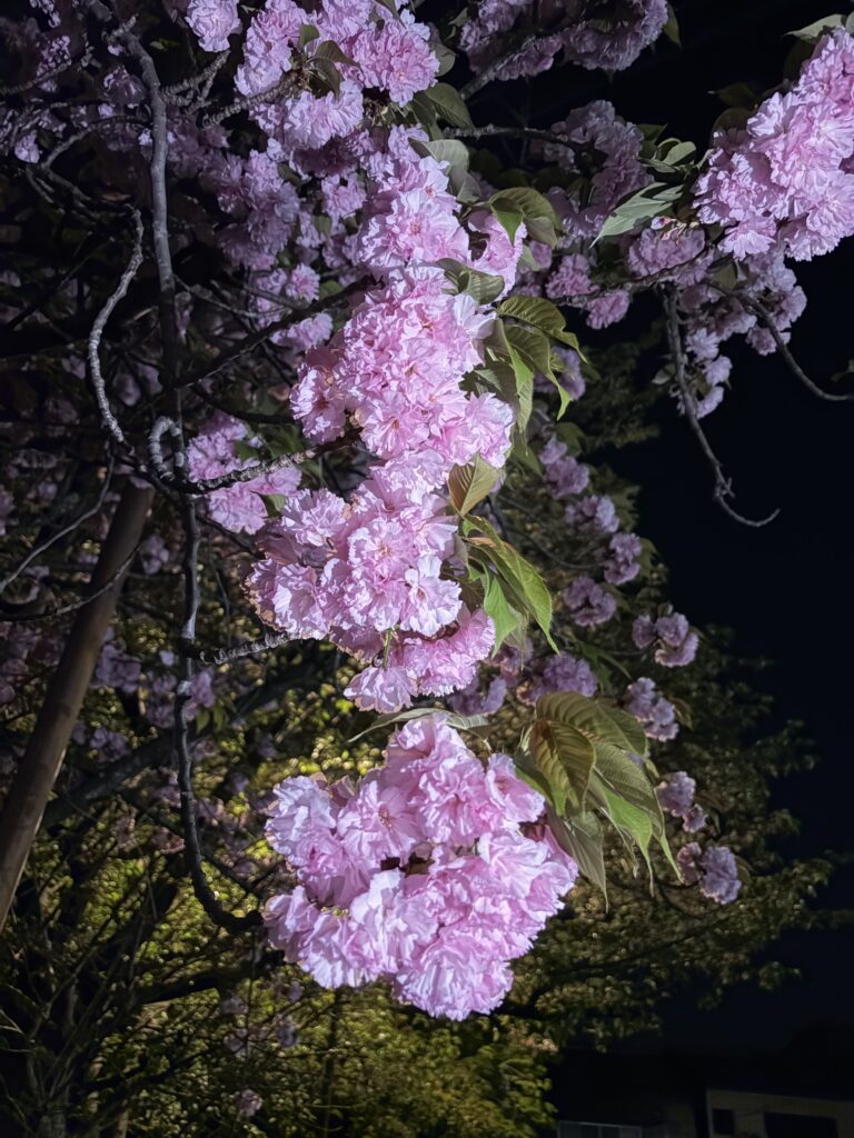 八重桜