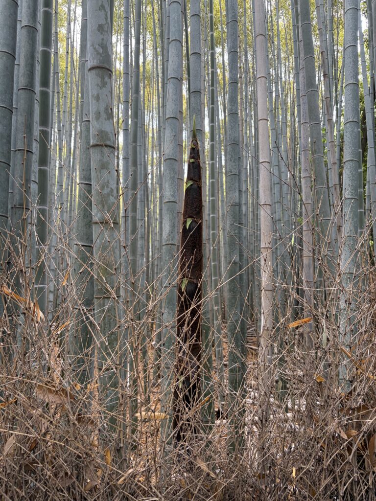 Bamboo Shoots