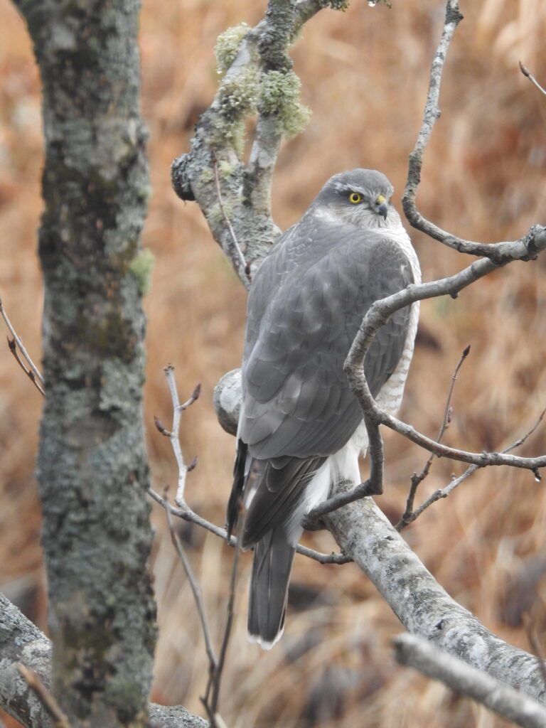 野鳥は汚い場所に