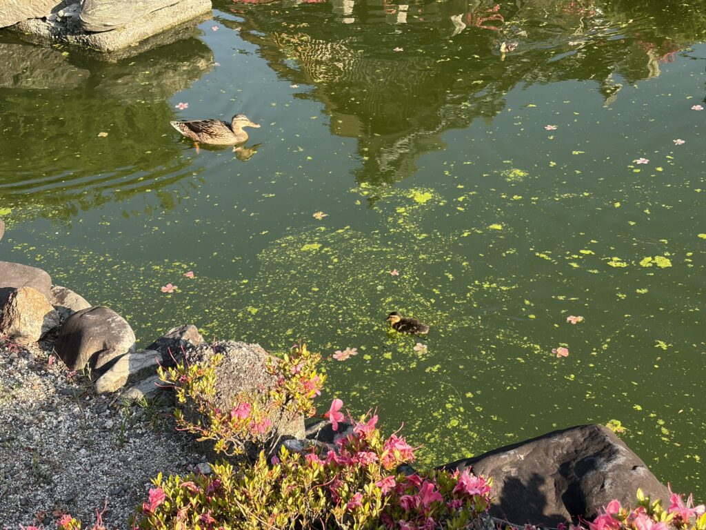 Aigamo Ducks at Yōhō-ji Temple