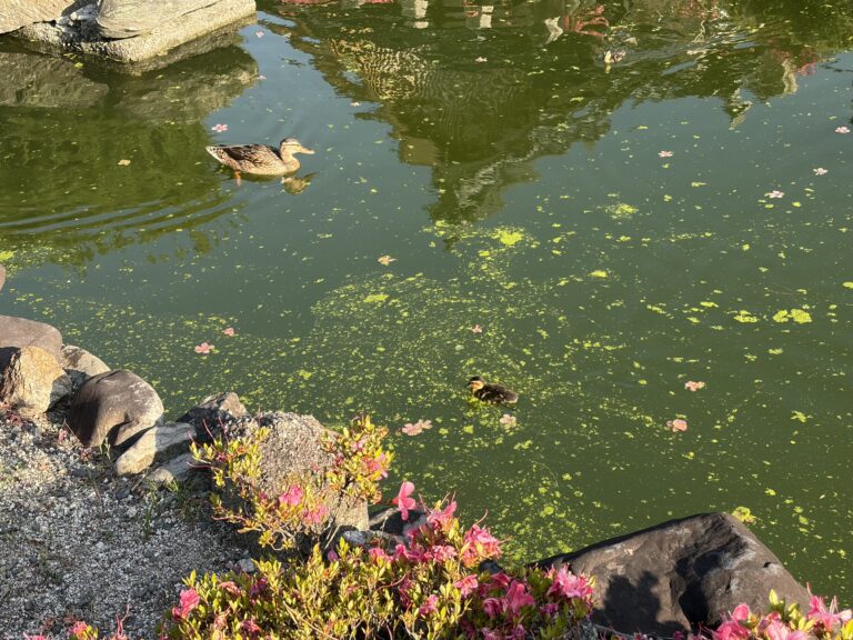 要法寺のアイガモ