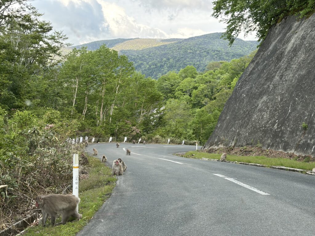 Increasing Japanese Macaques